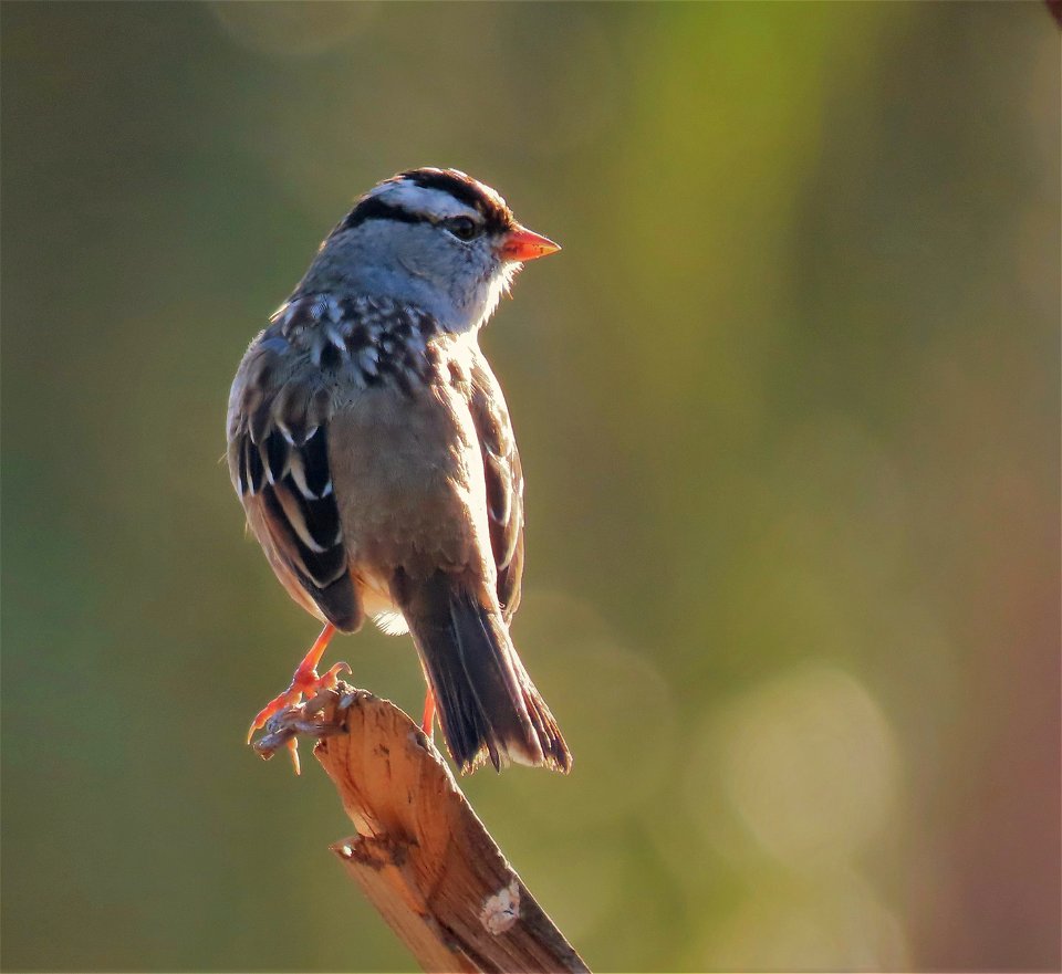 White-crowned Sparrow