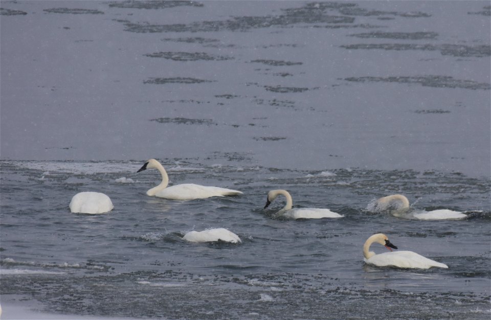 Trumpeter swan at Seedskadee National Wildlife Refuge