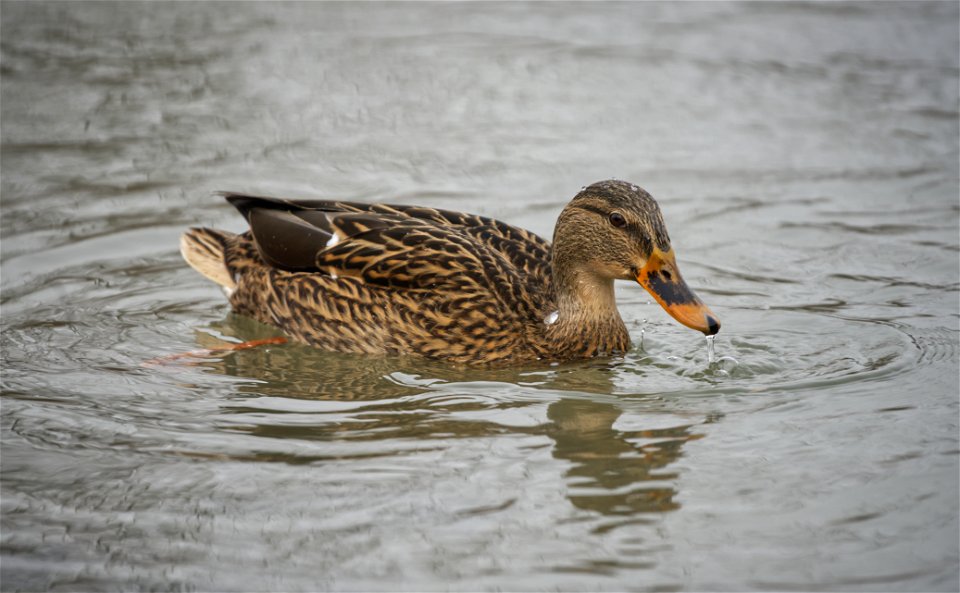 Among the ducks