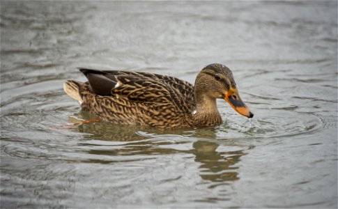 Among the ducks photo