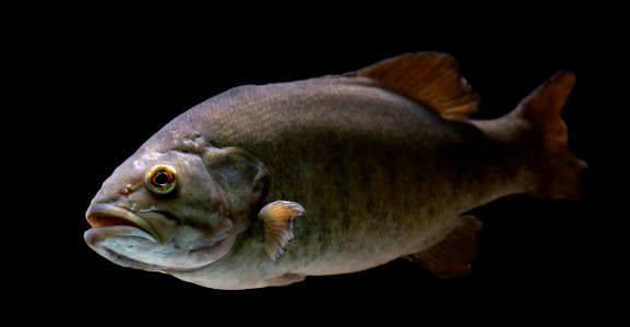 Smallmouth Bass (Micropterus dolomieu)