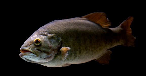 Smallmouth Bass (Micropterus dolomieu) photo