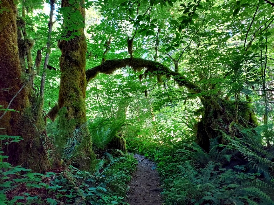 Old Sauk Trail, Mt. Baker-Snoqualmie National Forest. Photo by Anne Vassar June 22, 2021.