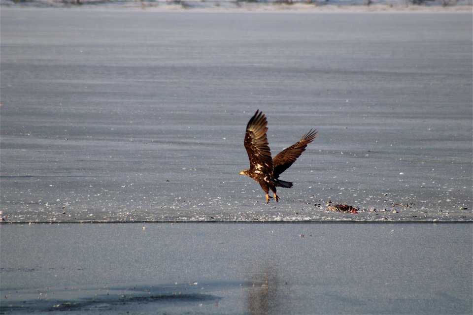 Bald Eagles Lake Andes National Wildlife Refuge South Dakota