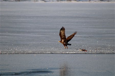 Bald Eagles Lake Andes National Wildlife Refuge South Dakota