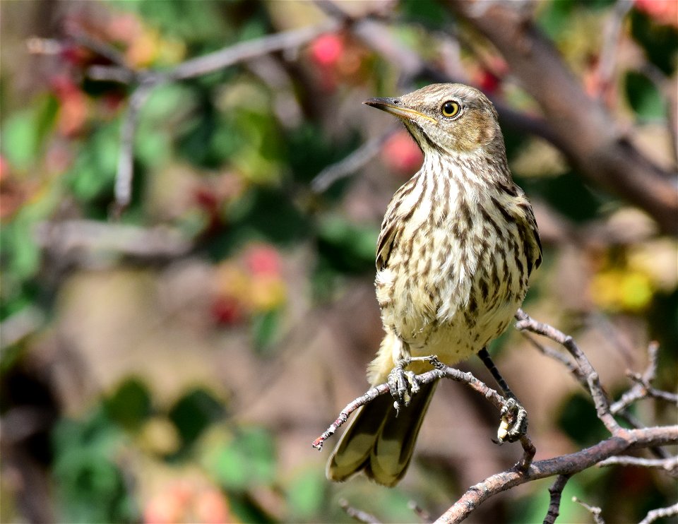 Sage thrasher at Seedskadee National Wildlife Refuge