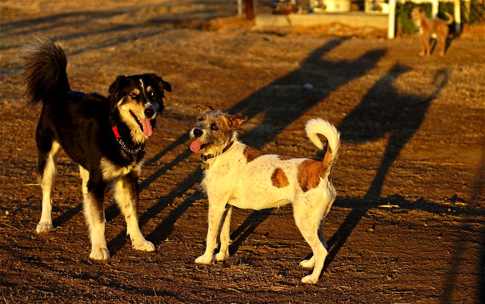 Farm Dogs at play