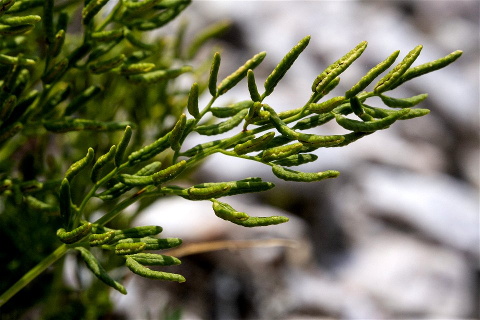 Cryptogramma acrostichoides