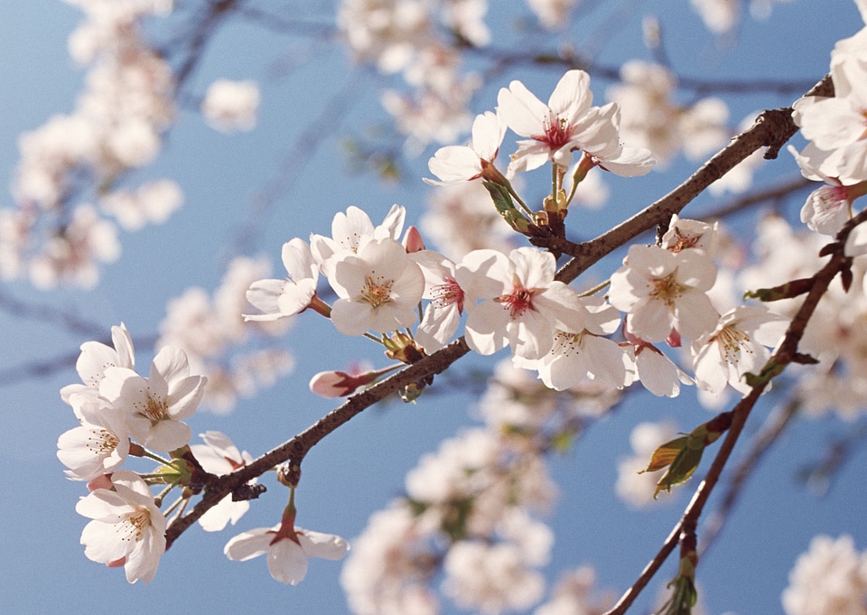 Spring Pink Cherry Blossoms with Blue Sky Background