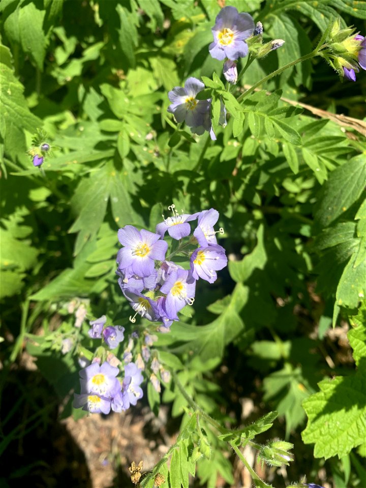 Green Mountain Trail, Mt. Baker-Snoqualmie National Forest. Photo By Sydney Corral June 28, 2021