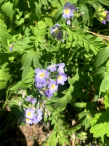 Green Mountain Trail, Mt. Baker-Snoqualmie National Forest. Photo By Sydney Corral June 28, 2021