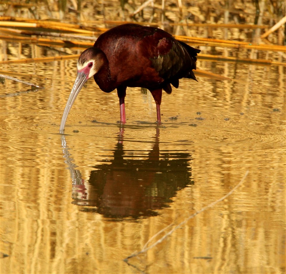 White-Faced Ibis Bear River Migratory Bird Refuge