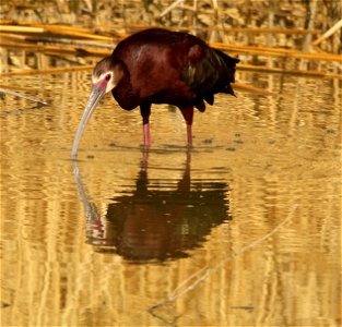 White-Faced Ibis Bear River Migratory Bird Refuge photo