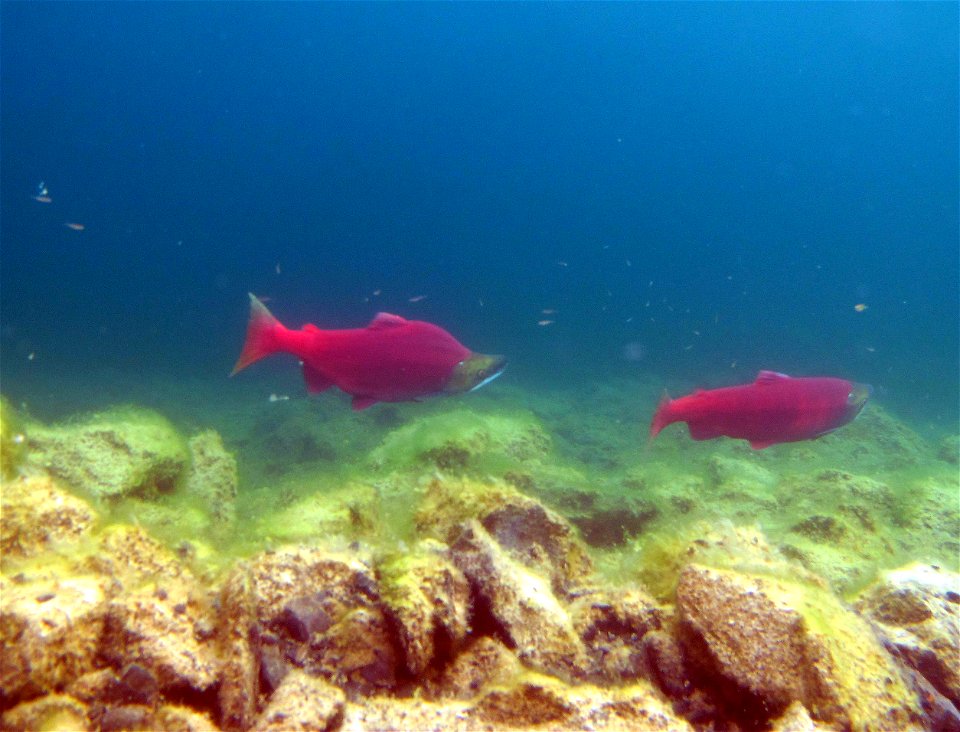 Sockeye pair in Hidden Lake
