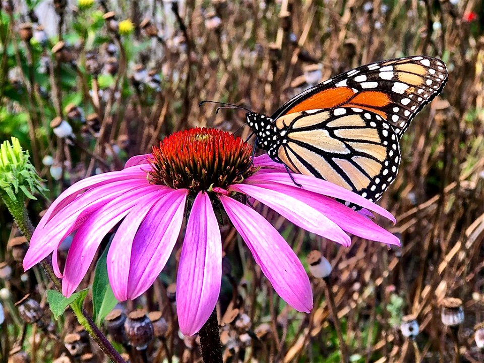 Monarch on Purple Coneflower
