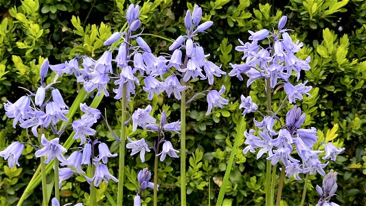 Bluebells