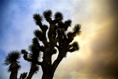 A Joshua tree against a sky filled with smoke from the Apple Fire