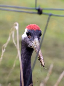 Red-crowned Crane photo