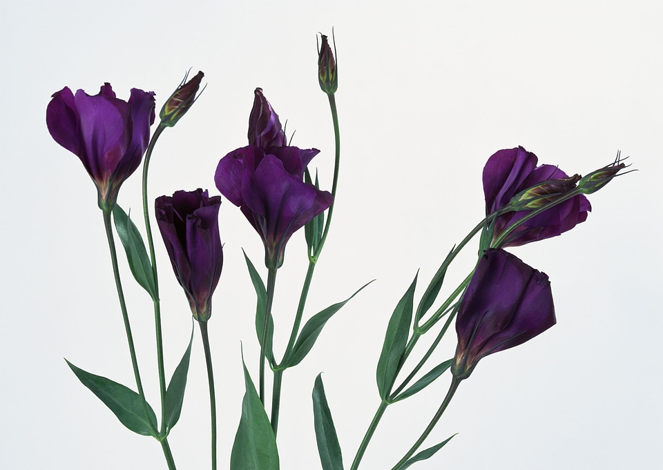 Studio Shot of Purple Colored Tulip