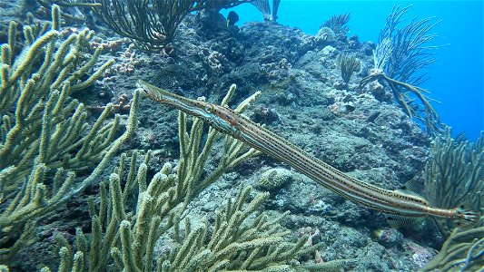 Trumpet Fish Taganga Colombia