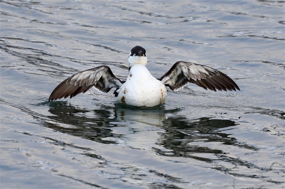 400 - COMMON MURRE (10-20-2021) harbor, crescent city, del morte co, ca -08