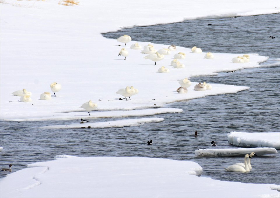 Trumpeter swans at Seedskadee National Wildlife Refuge
