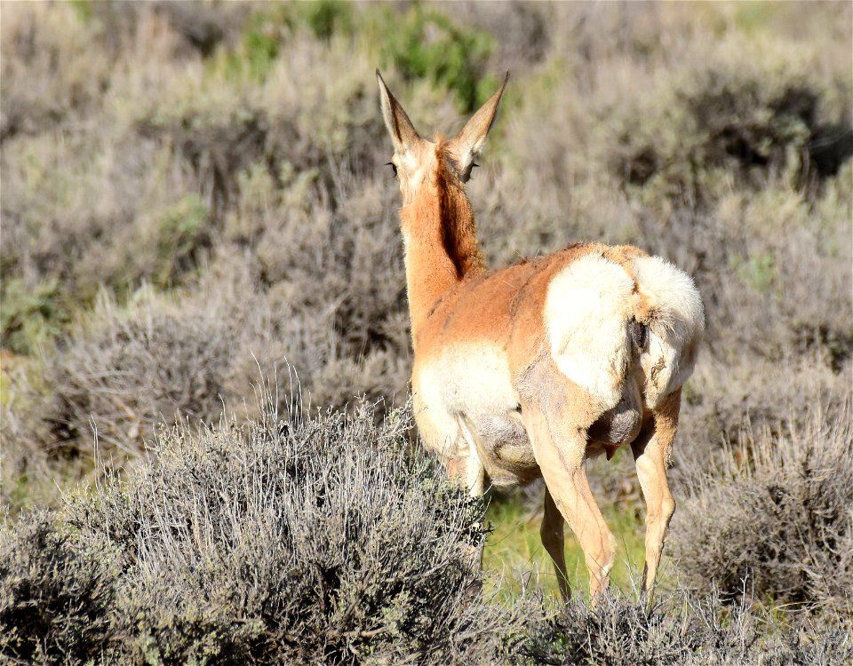Pronghorn at Seedskadee National Wildlife Refuge