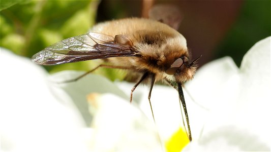 Bombylius major (Großer Wollschweber) - Männchen auf Primelblüte
