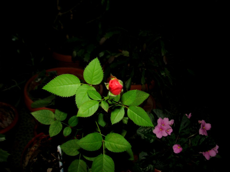 trandaf_mic2012_0410_065844