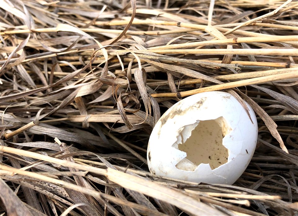 2022/365/108 Eggscape!
