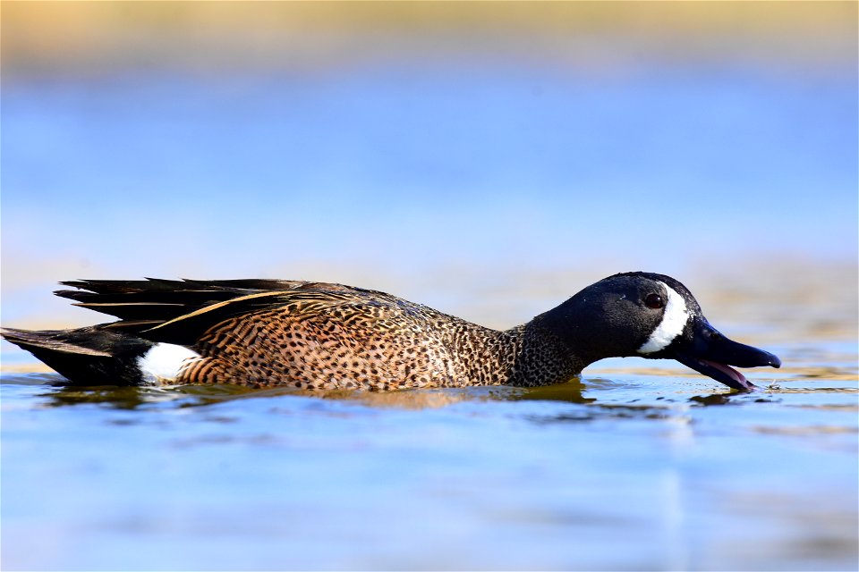 Blue-winged teal at Seedskadee National Wildlife Refuge photo