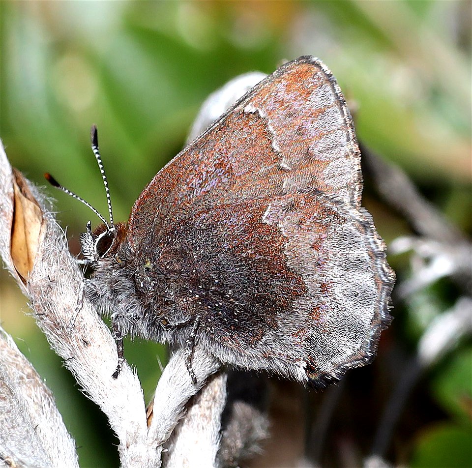 ELFIN, HOARY (Callophrys polios) (3-31-2022) south tolowa dunes state park, del norte co, ca -13