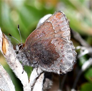 ELFIN, HOARY (Callophrys polios) (3-31-2022) south tolowa dunes state park, del norte co, ca -13