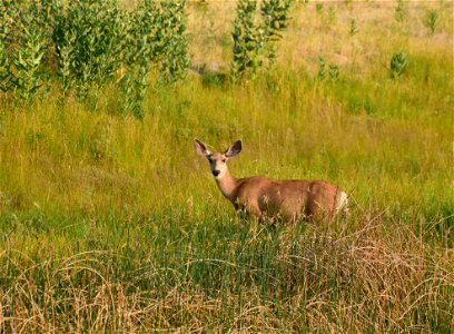 Mule deer at Seedskadee National Wildlife Refuge photo