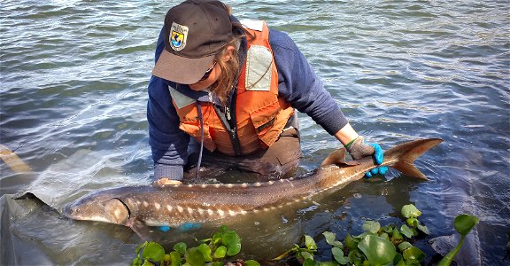 White sturgeon release