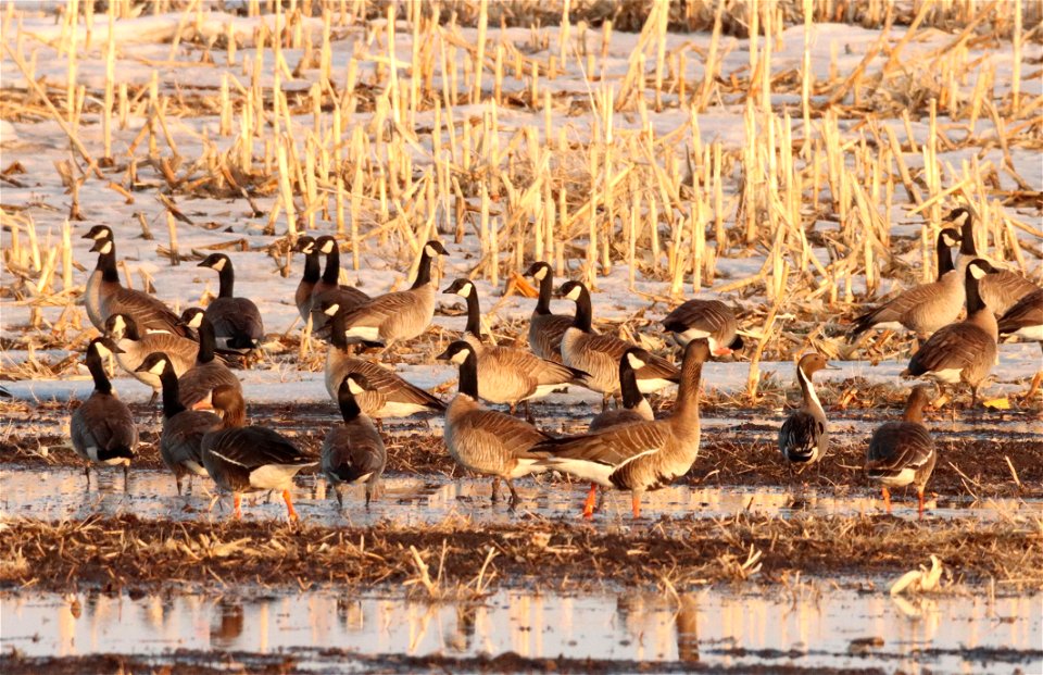 Spring Waterfowl Huron Wetland Management District