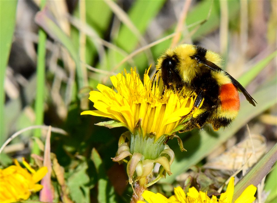 Hunt's bumble bee (Bombus huntii) on Seedskadee National Wildlife Refuge