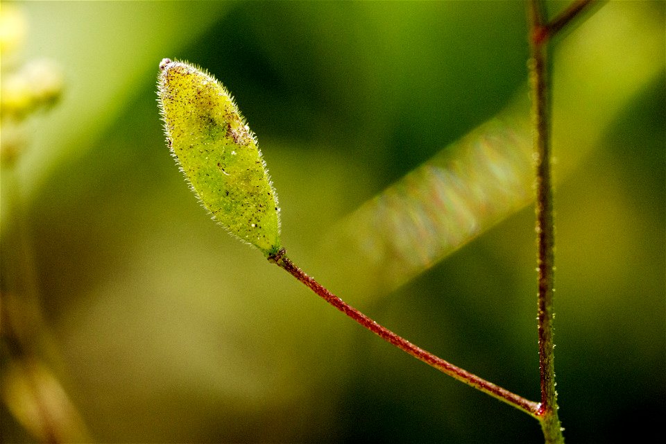 Draba albertina
