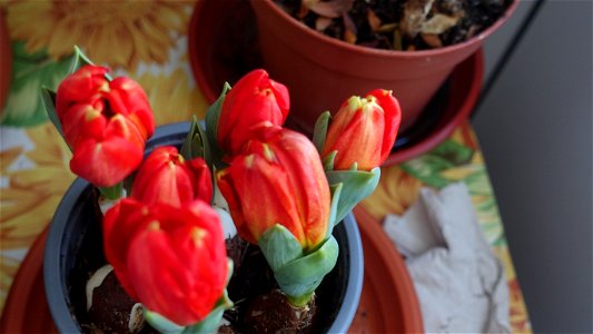 tulips_lalele-2023_0219_164406