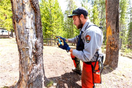 Hazard Tree Removal: coring a tree