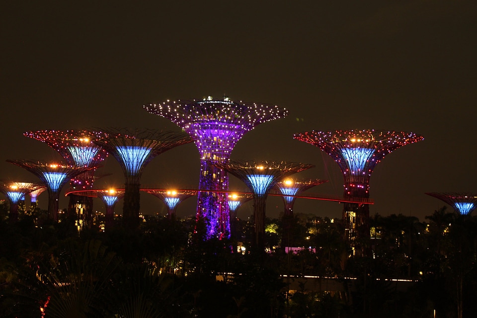Giant tree asia skyline
