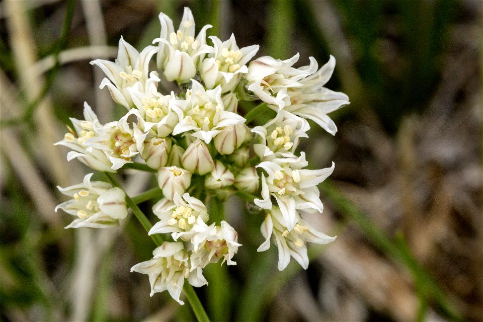 Allium textile