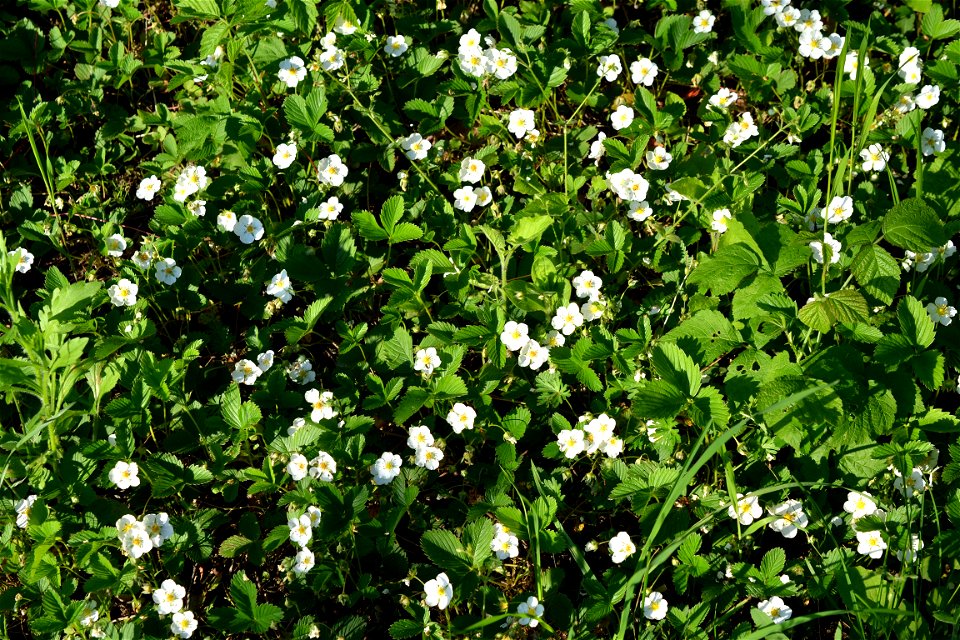 Wild Strawberry flowers