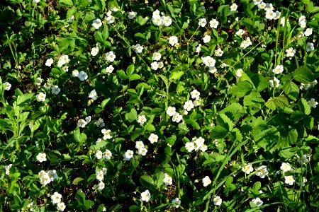 Wild Strawberry flowers