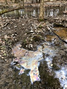 bacterial film sheen in wetland photo