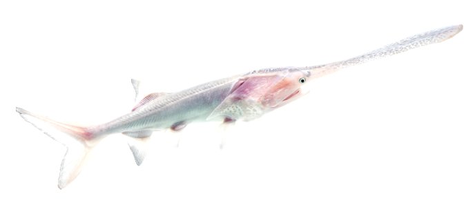 Juvenile Paddlefish, Leucistic