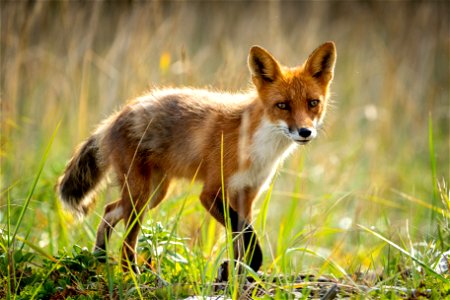Fox at Katmai Bay