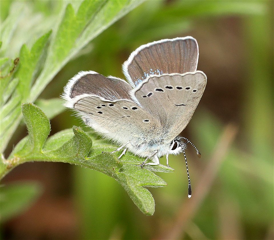 BLUE, SILVERY (Glaucopsyche lygdamus) (05-15-2022) male, robertson's bridge county park, josephine co, or -02