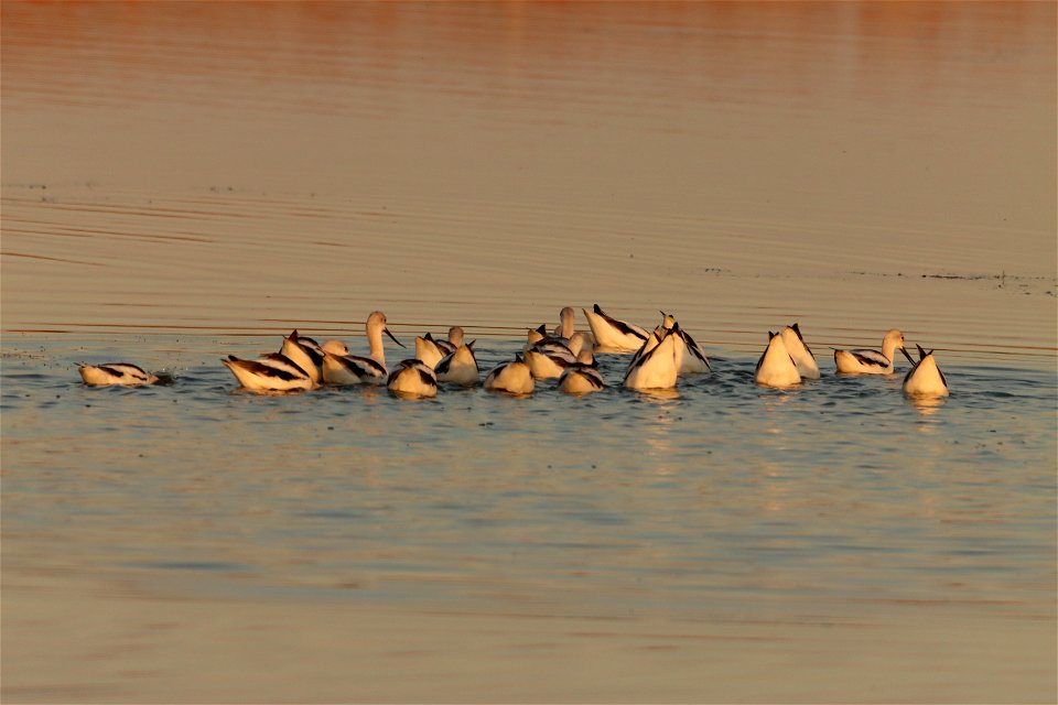 Fall Plumage American Avocets Huron Wetland Management District