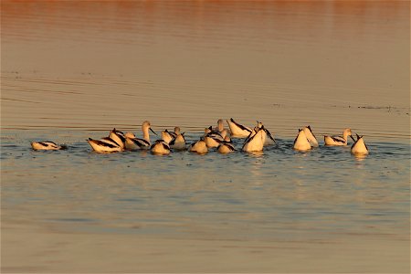 Fall Plumage American Avocets Huron Wetland Management District